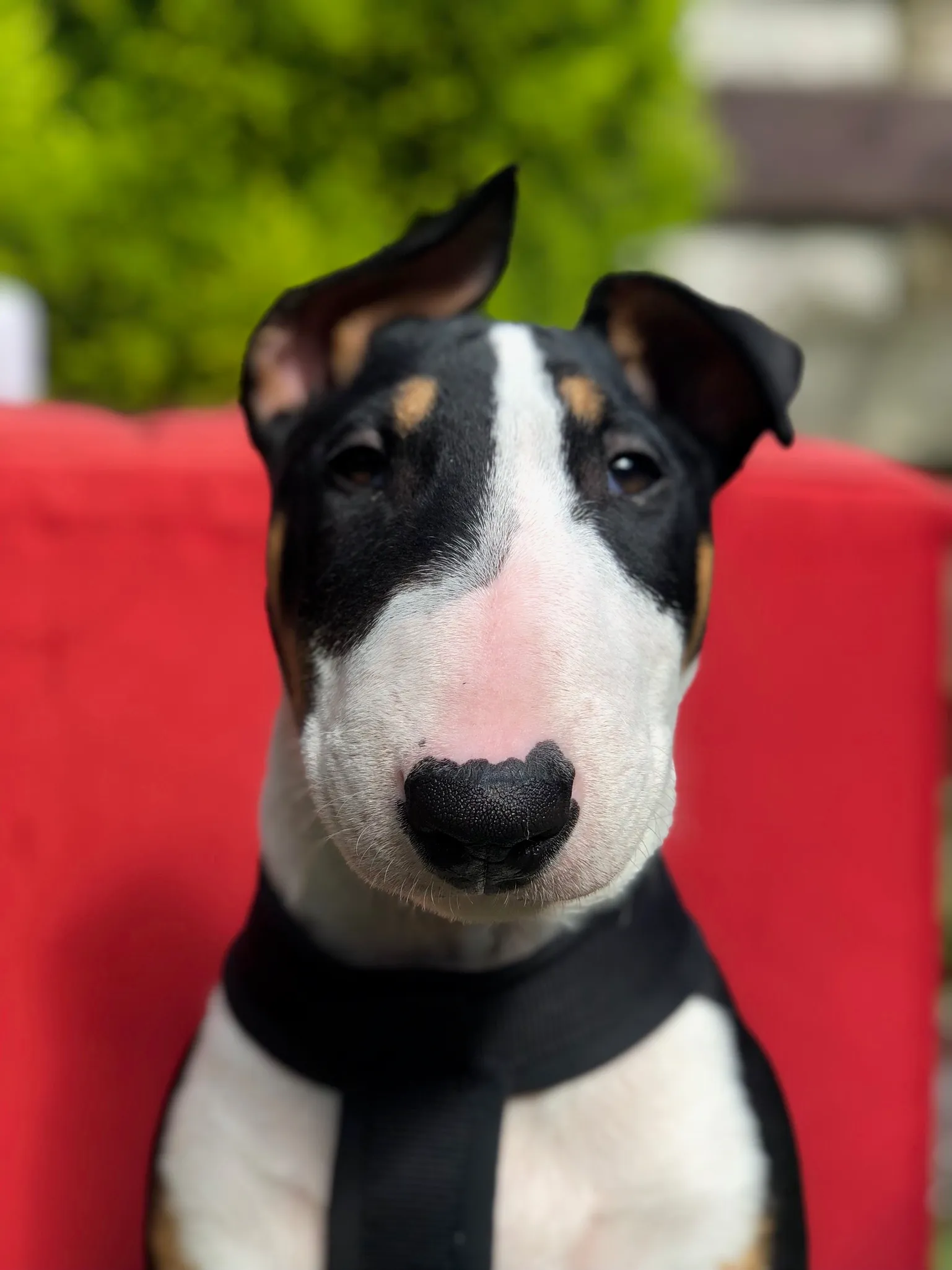 Bogdan